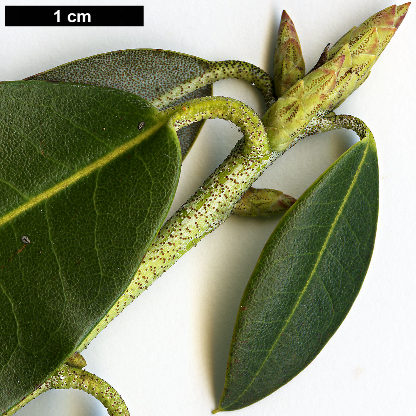 High resolution image: Family: Ericaceae - Genus: Rhododendron - Taxon: triflorum - SpeciesSub: var. bauhiniiflorum